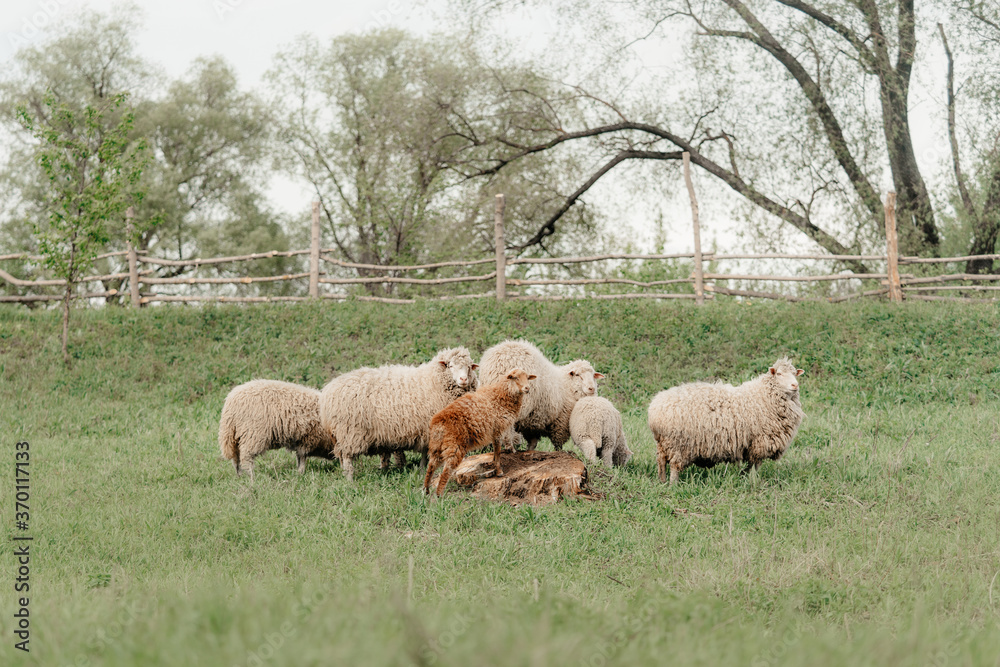 sheeps standing in an enclosure at a farm sheeps standing in an enclosure at a farm