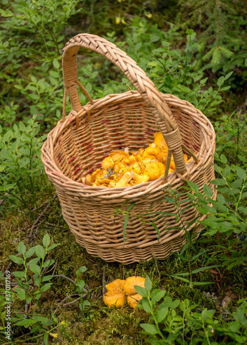 wicker mushroom basket on the background of forest vegetation  yellow chanterelles in the basket  mushroom gathering time