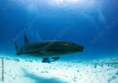 Nurse Shark  Ginglymostoma cirratum  Swimming by Closely. Bimini  Bahamas