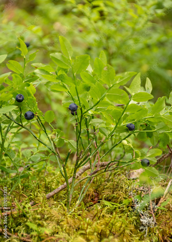 blueberry bushes on the background of forest vegetation, blue blueberries, berry picking time, summer blueberry bushes on the background of forest vegetation, blue blueberries, berry picking time, summer