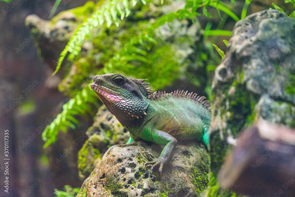 Green iguana. Iguana - also known as Common iguana or American iguana. Lizard families, look toward a bright eyes looking in the same direction as we find something new life. Green iguana. Iguana - also known as Common iguana or American iguana. Lizard families, look toward a bright eyes looking in the same direction as we find something new life.