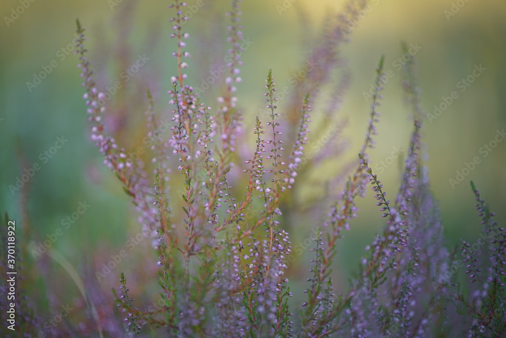 Heide Landschaft im Sommer mit grün und lila farbebner Natur