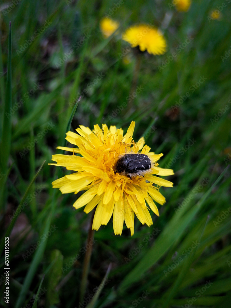 bee on dandelion bee on dandelion