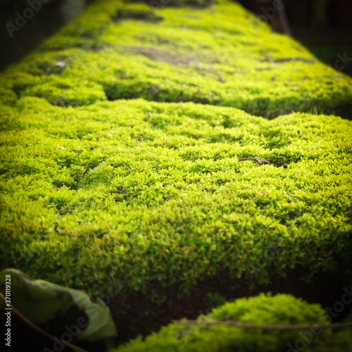 Green moss on wall for background or wallpaper.