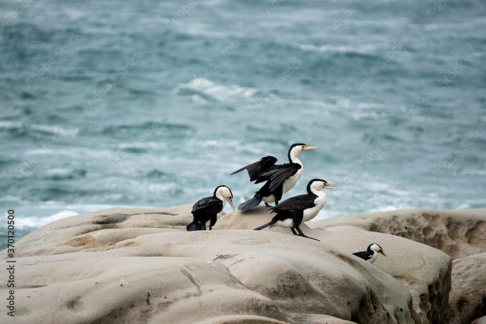 black sea gulls on rock in storm