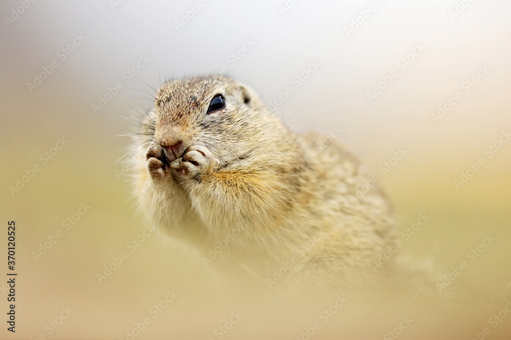 Ground Squirrel, Spermophilus citellus,eating seeds and sitting in the grass during late summer afternoon, detail animal portrait, Czech Republic, Europe. Ground Squirrel, Spermophilus citellus,eating seeds and sitting in the grass during late summer afternoon, detail animal portrait, Czech Republic, Europe.