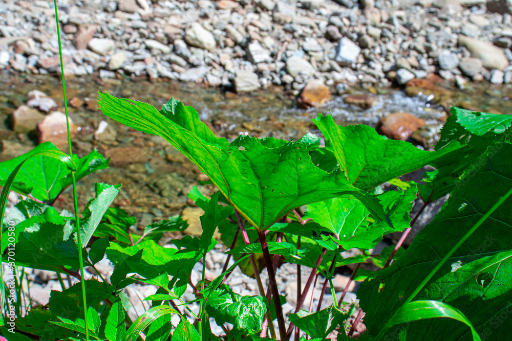 Obraz premium Close up view of fresh green leaves and beautiful mountain river on the background. Stones in the mountain river. The Carpathian mountains.