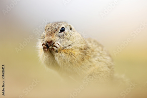 Ground Squirrel, Spermophilus citellus,eating seeds and sitting in the grass during late summer afternoon, detail animal portrait, Czech Republic, Europe.