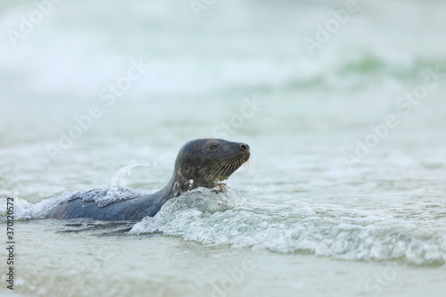 Grey Seal, Halichoerus grypus, portrait in the water, animal swimming in the ocean waves, Germany