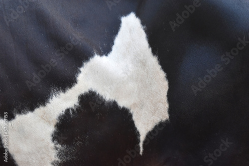 cow skin texture background, cow leather with fur background
