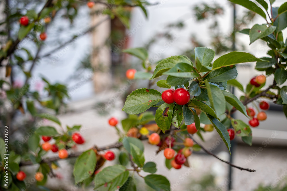 Cherries hanging on a branch of a tree with shallow depth of field AM