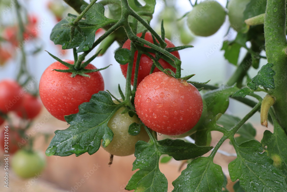 Obraz premium Ripe pink tomatoes of the 'Forte Rose F1' variety (an early tomato hybrid) in greenhouse, close-up, selective focus, blurred background