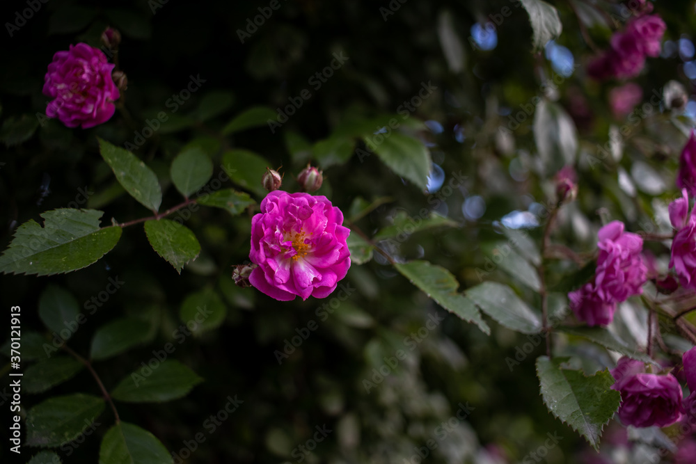 Purple flower on a bush with shallow depth of field AM