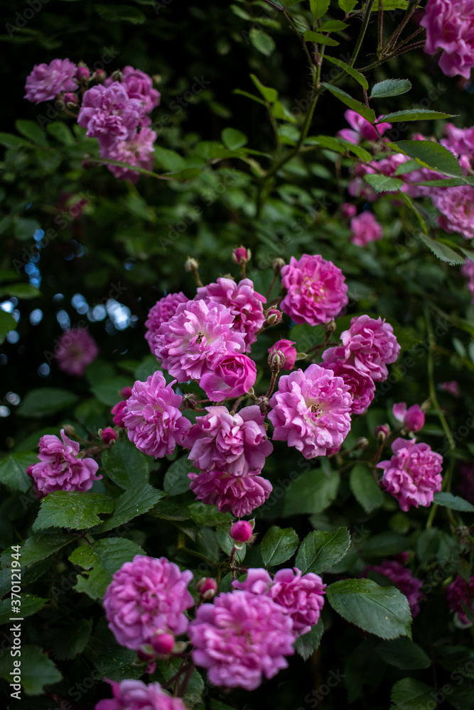 Bunch of pink flowers on a bush AM Bunch of pink flowers on a bush AM