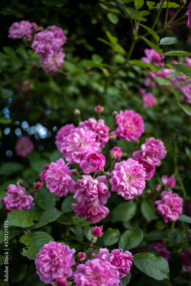 Bunch of pink flowers on a bush AM