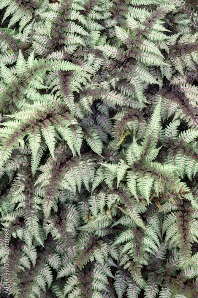Ghost fern (Athyrium 'Ghost'). Hybrid between Japanese painted fern (Athyrium niponicum 'Pictum') and Lady fern (Athyrium filix-femina) Ghost fern (Athyrium 'Ghost'). Hybrid between Japanese painted fern (Athyrium niponicum 'Pictum') and Lady fern (Athyrium filix-femina)