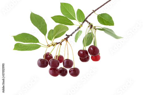 The branch of sour cherries isolated on a white background
