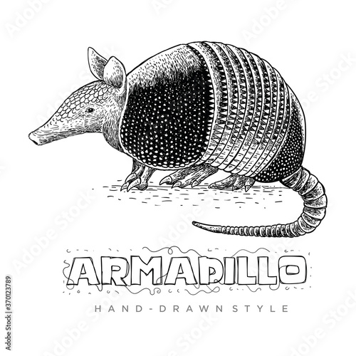 vector of a armadillo. hand drawn animal illustrations looking realistic
