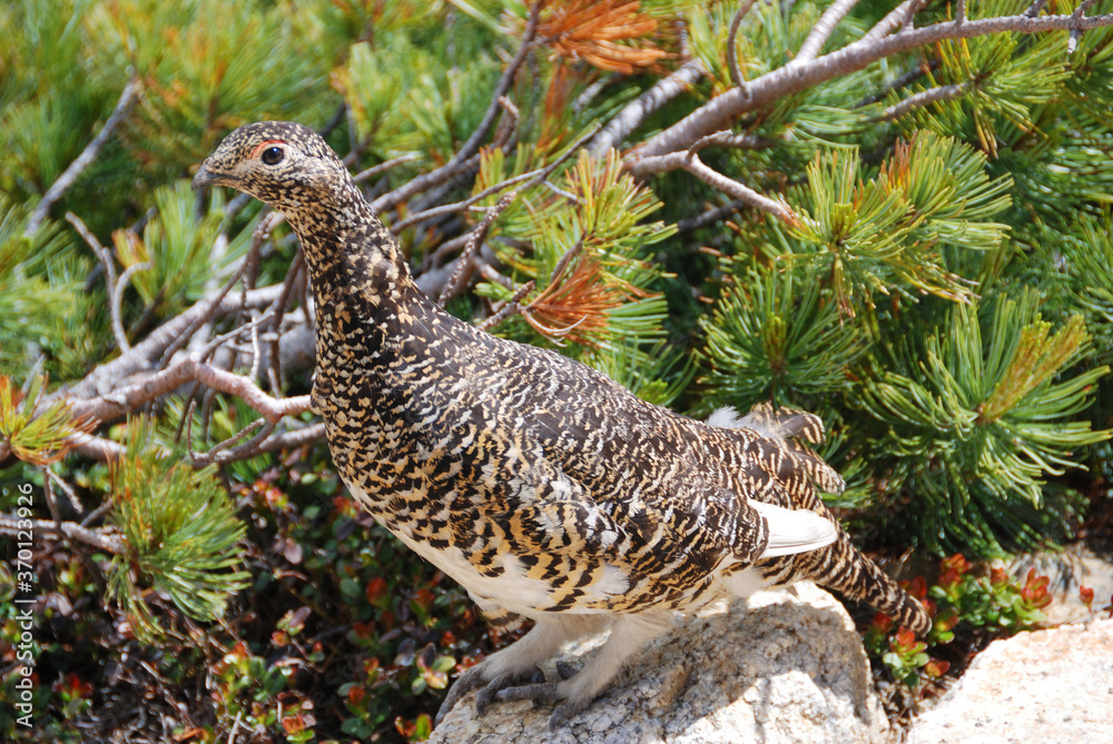 a snow grouse, a ptarmigan @ Japan alps mountains / ライチョウ(メス)と初夏 ＠北アルプス