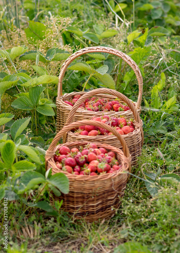 landscape with juicy strawberries in a wicker basket  green grass background  summer