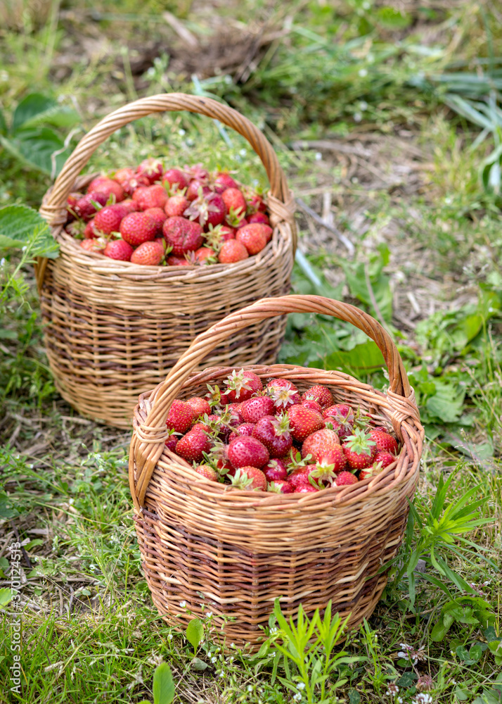 landscape with juicy strawberries in a wicker basket, green grass background, summer landscape with juicy strawberries in a wicker basket, green grass background, summer