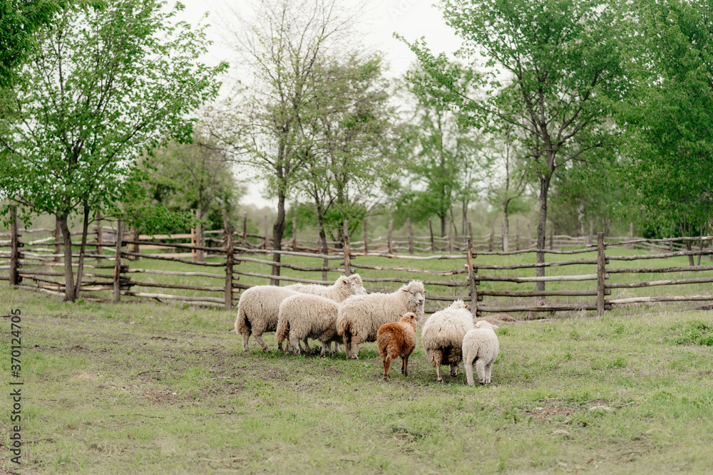 sheeps walking in an enclosure at a farm sheeps walking in an enclosure at a farm