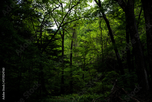 Beautiful green summer thick forest landscape with bright sunshine through the trees.