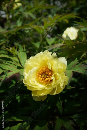 Light Yellow Flower of Peony in Full Bloom
