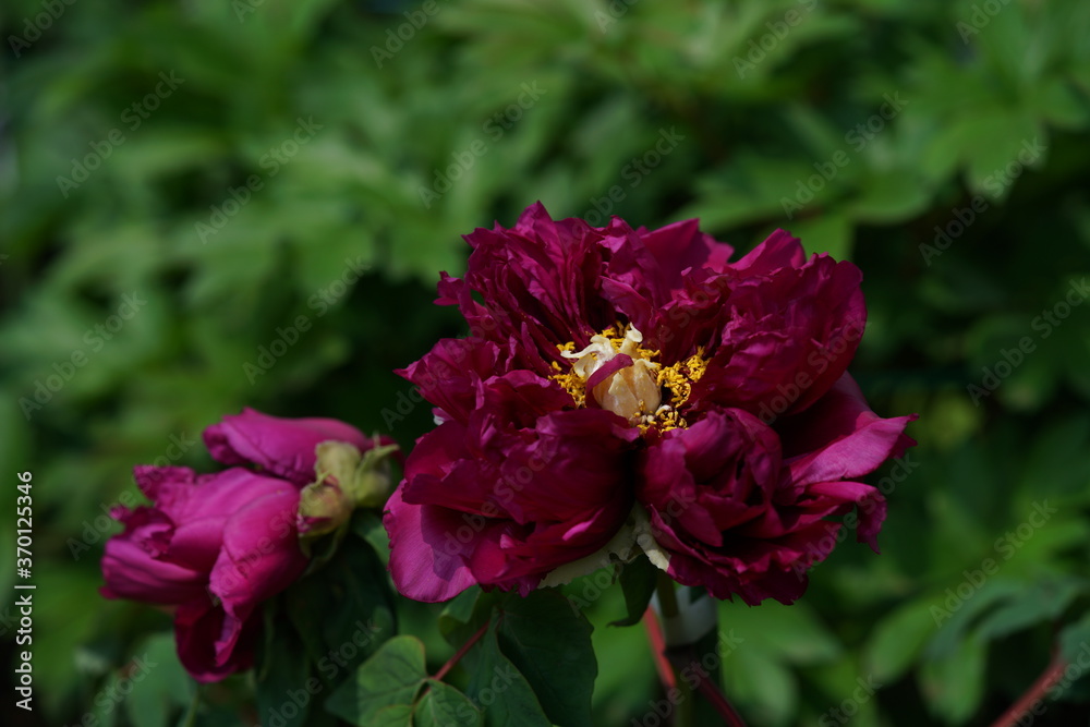 Purple Flower of Peony in Full Bloom
