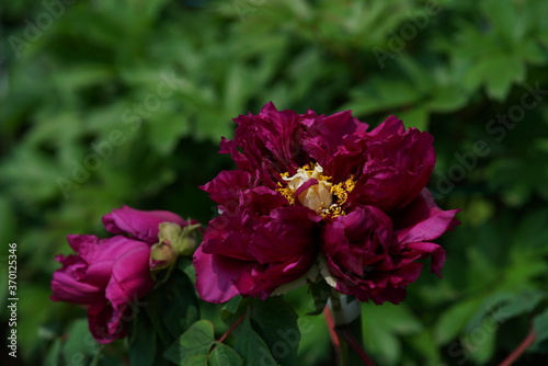 Purple Flower of Peony in Full Bloom 