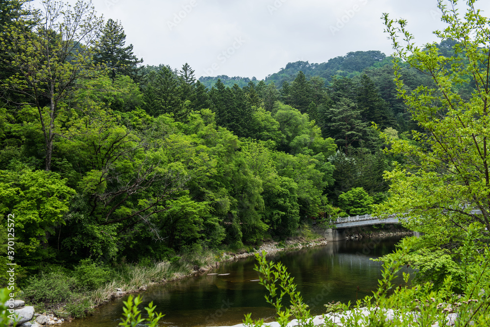 Beautiful green summer thick forest landscape with bright sunshine through the trees.