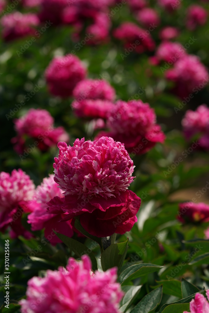 Double-petal, Light Pink Flower of Peony in Full Bloom
Double-petal, Light Pink Flower of Peony in Full Bloom