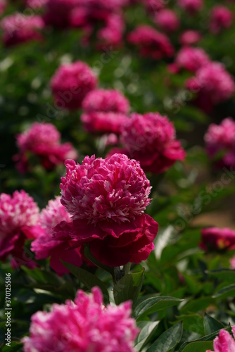 Double-petal, Light Pink Flower of Peony in Full Bloom© MasterChefNobu