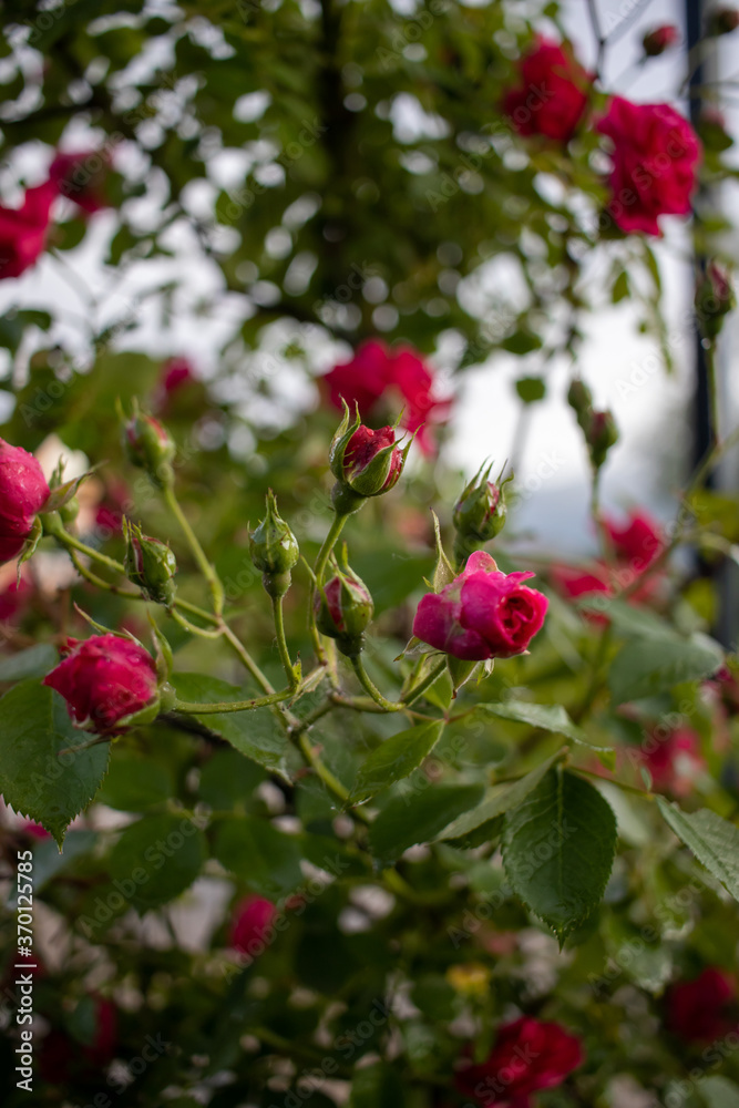 Obraz premium Close up shot of a red rose in a garden and shallow depth of field