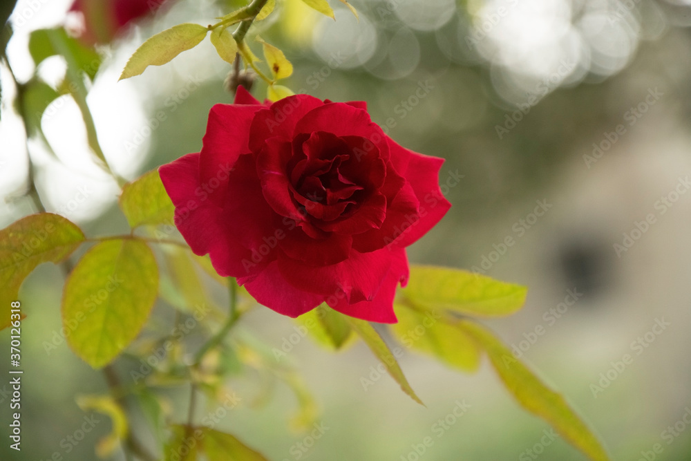 Red roses also stand for passion, true love, romance and desire Red roses also stand for passion, true love, romance and desire