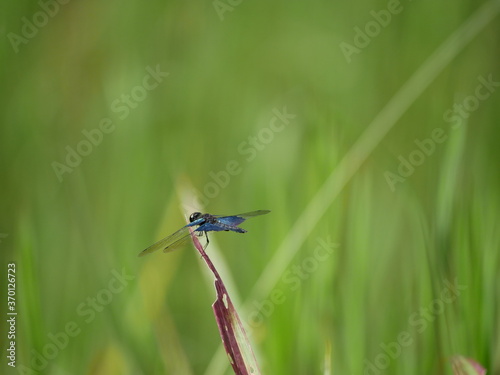 Rhyothemis triangularis (sapphire flutterer) perching in grass edge of pond at the afternoon. © jokoprasetyo