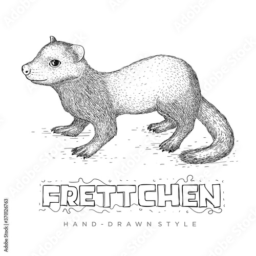 the frettchen vector looks realistic. hand drawn animal illustration