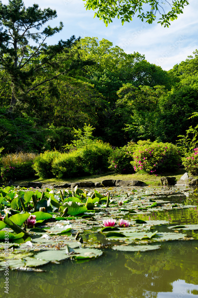 公園の小さな池の夏の風景・スイレンの花