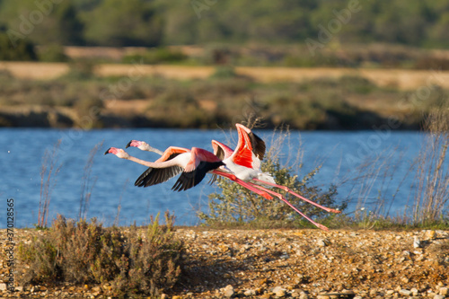 Flamenco común( Phoenicopterus roseus), volando  sobre la marisma en el Parque Nacional de Doñana, Huelva (España).