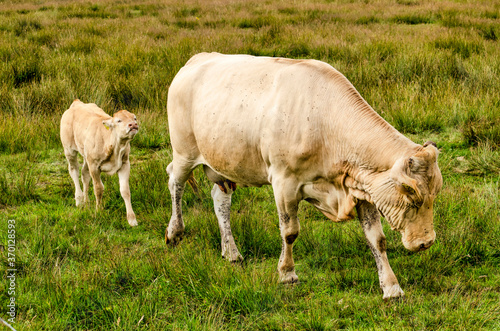 Young light-colored cow following a bull in a landscape with tall grass and other vegetation near Hoogeveen, The Netherlands
