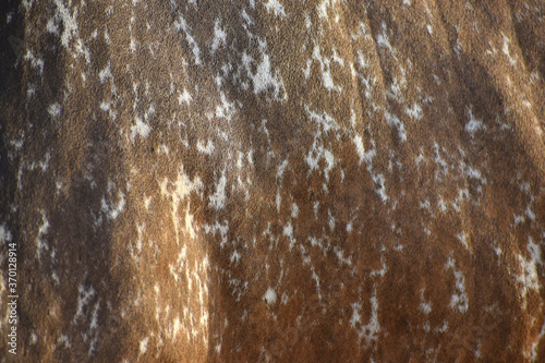 Fototapeta Naklejka Na Ścianę i Meble -  cow skin texture background, cow leather with fur background