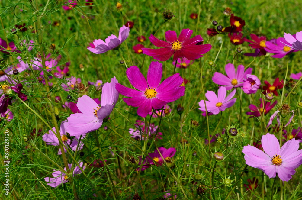 Fototapeta premium Cosmos flowers (Cosmos Bipinnatus) blooming in the summer garden
