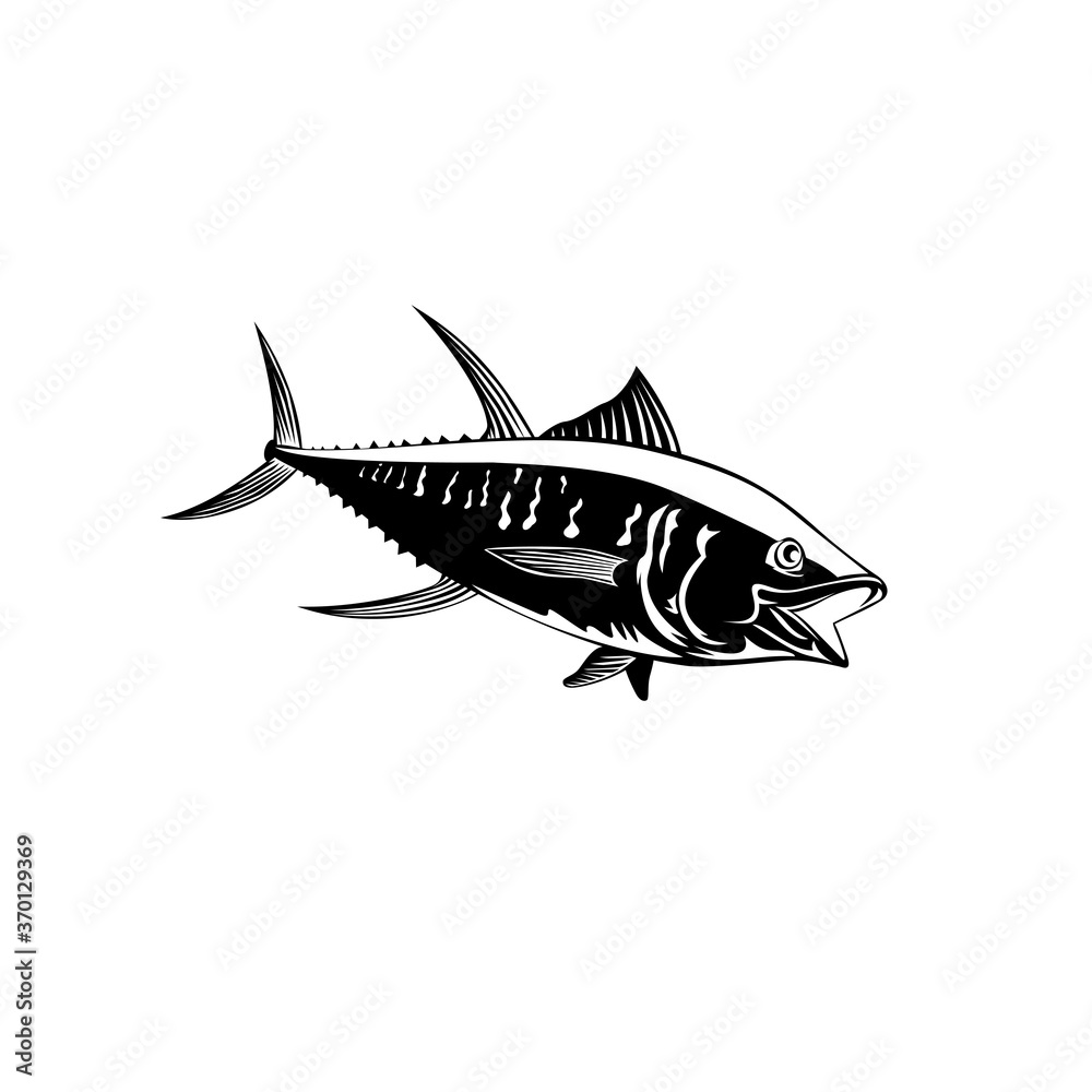 Fototapeta premium Yellowfin Tuna Thunnus Albacares or Ahi Swimming Side Retro Black and White