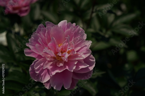 Light Pink Flower of Peony in Full Bloom 