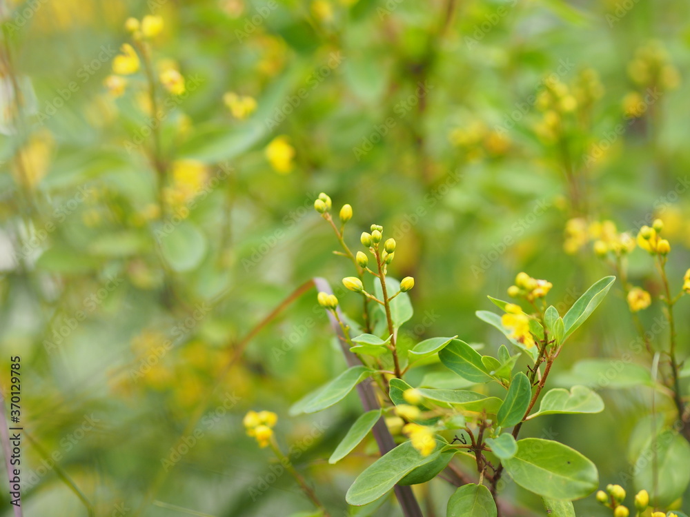 Small yellow flower blooming in garden blurred of nature background Small yellow flower blooming in garden blurred of nature background