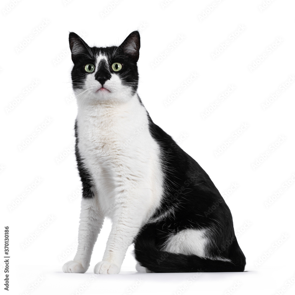 Handsome black and white house cat sitting up facing front. Looking straight ahead with green eyes. Isolated on white background.