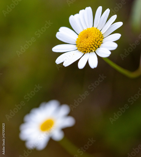 camomile macro