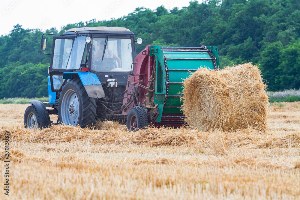 Obraz premium tractor makes big straw roll on yellow field at summer day