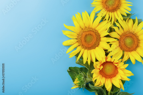 Blooming yellow sunflowers on a blue background.