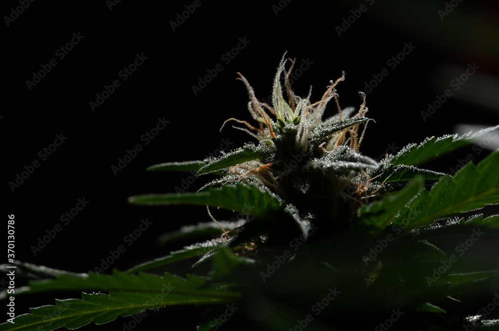 Close-up Green plant of marijuana. Legal cannabis cultivation. Medical indica with CBD Close-up Green plant of marijuana. Legal cannabis cultivation. Medical indica with CBD